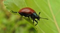 Chrysomela populi on the leaf of Populus tremula, leaf beetles