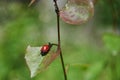 A red beetle is sitting on a tree leaf. Royalty Free Stock Photo