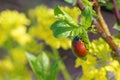 Chrysomela populi Royalty Free Stock Photo