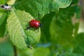 Chrysomela populi is a species of broad-shouldered leaf beetles