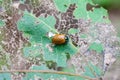 Chrysomela tremula beetle sits on leaf