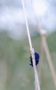 Chrysomelidae beetle on a straw Subcarpathia, Poland - August 2019 Royalty Free Stock Photo