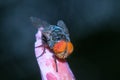 Chrysomya Blow fly