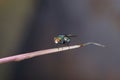 Chrysomya fly on leaf