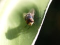 Chrysomya megacephala observes