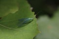 Chrysopa perla, known commonly as the green lacewing, is an insect species belonging to the family Chrysopidae