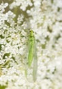 Chrysoperla carnea - the common green lacewing