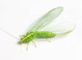 Chrysopidae green lacewing Royalty Free Stock Photo