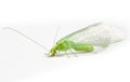 Chrysopidae green lacewing Royalty Free Stock Photo