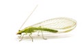 Chrysopidae-insect Green Lacewing isolated Royalty Free Stock Photo