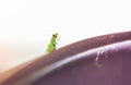 Chrysopidae-insect Green Lacewing on mug at morning