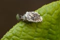 Chrysopidae larva with camouflage with green aphid