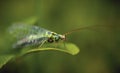 Chrysopidae, macrophotography in the garden on a leaf of grass, artistic blurring of the background.