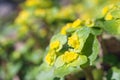 Chrysosplenium alternifolium, alternate-leaved golden-saxifrage, a species of flowering plant in the saxifrage family