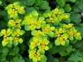 Chrysosplenium alternifolium blooms in nature in spring Royalty Free Stock Photo