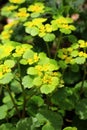 Chrysosplenium alternifolium blooms in nature in spring Royalty Free Stock Photo
