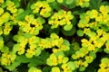 Chrysosplenium alternifolium blooms in nature in spring Royalty Free Stock Photo