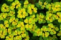 Chrysosplenium alternifolium blooms in nature in spring Royalty Free Stock Photo