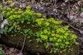 Chrysosplenium alternifolium growing vibrantly on a shaded log near a stream in springtime Royalty Free Stock Photo