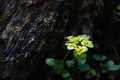 Chrysosplenium and a mouldering stub.