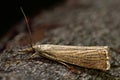 Chrysoteuchia culmella micro moth