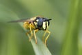 Chrysotoxum cautum hoverfly head on