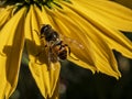 Chrysotoxum cautum on a purple coneflower flower