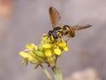Chrysotoxum intermedium hoverfly on a yellow flower