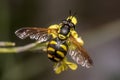 Chrysotoxum intermedium hoverfly on a yellow flower