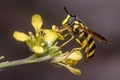 Chrysotoxum intermedium hoverfly on a yellow flower