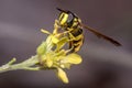 Chrysotoxum intermedium hoverfly on a yellow flower