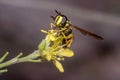 Chrysotoxum intermedium hoverfly on a yellow flower