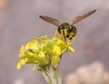 Chrysotoxum intermedium hoverfly on a yellow flower