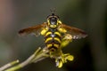 Chrysotoxum intermedium hoverfly on a yellow flower