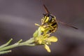 Chrysotoxum intermedium hoverfly on a yellow flower