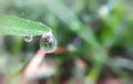 Dew drop grass leaf macro view. Dew drop to fall