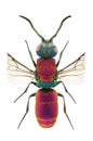 Chrysura laevigata Royalty Free Stock Photo