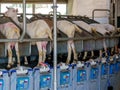 Goats are in a modern milking machine and are being milked automatically.