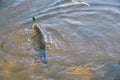 Chub caught on Artificial bait