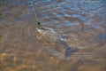 Chub caught on Artificial bait