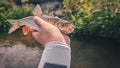 Chub caught by fly fishing. Royalty Free Stock Photo