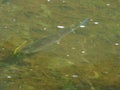 Chub Fish Brook - UK