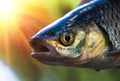 Chub fish close up caught in the river on summer.