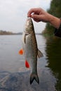 Chub in fisherman's hand