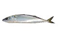 Chub mackerel, Pacific mackerel, or Pacific chub mackerel Scomber japonicus fish alive isolated on white background.