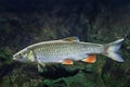 Chub - Squalius cephalus