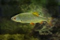 Chub - Squalius cephalus - close up