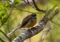 Chubby adorable New Zealand fantail with yellow feathers sitting on wooden twig tree branch in Abel Tasman National Park Royalty Free Stock Photo