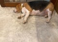 Chubby beagle dog is sleeping on the cement floor Royalty Free Stock Photo