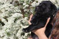 A chubby black Labrador puppy in his arms is resting and basking in the sun. Against the background of a large white